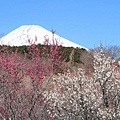 富士山と梅.jpg