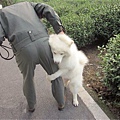 狗抱大腿.jpg