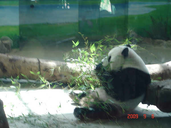 2009年9月台北動物園+阜杭豆漿+魚心+新竹新大同 019