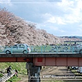 臨時改變的行程-白石川堤(in宮城縣)