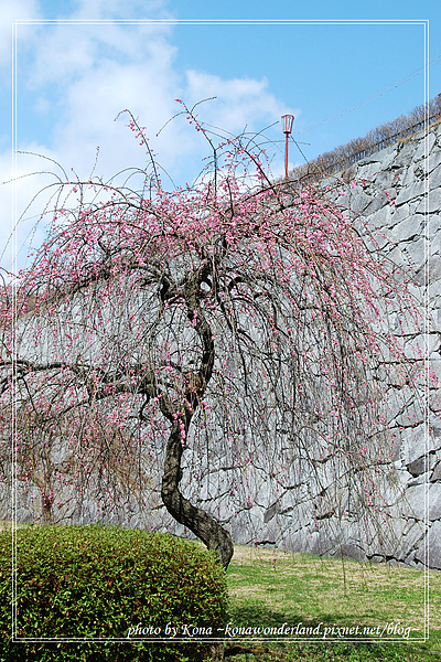 盛岡城跡公園裡,依舊只有花苞的櫻樹