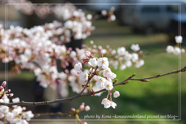 白石川堤的櫻花