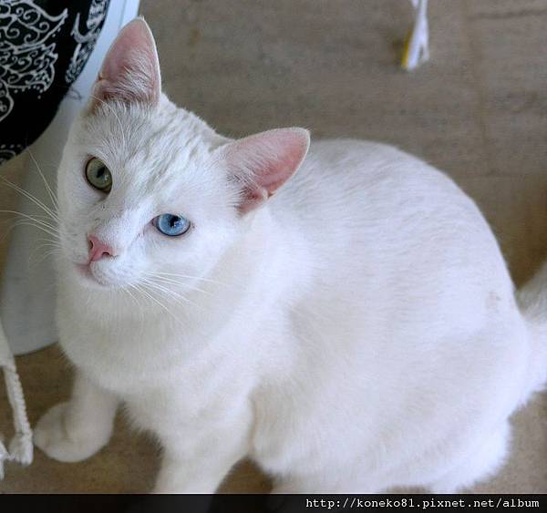 turkish-van (19).jpg