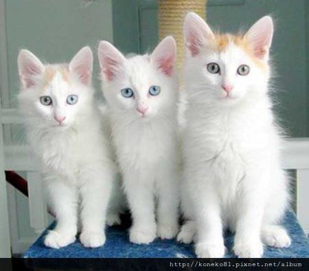 turkish-van-kitten-descent.jpg