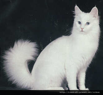 turkish-angora.jpg