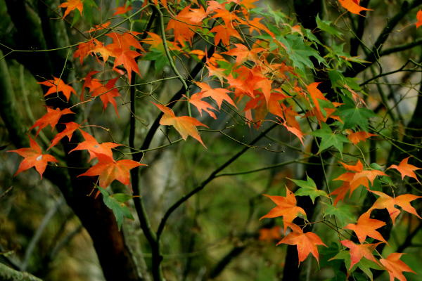 IMG_8506 IMG_8506