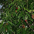 080517 Cherry Tree #1