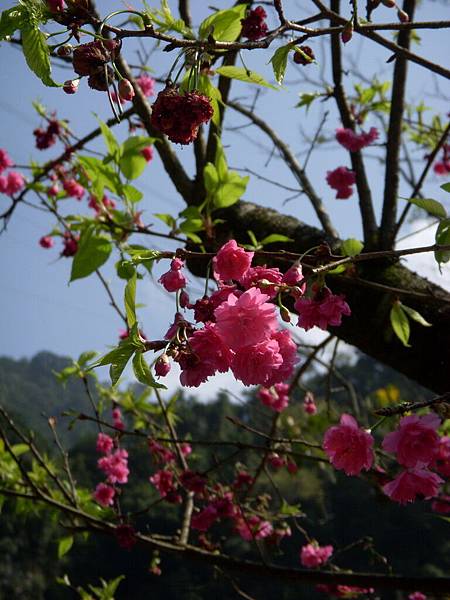 烏來福山賞花10.jpg