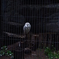 白貓頭鷹Ｑ～
