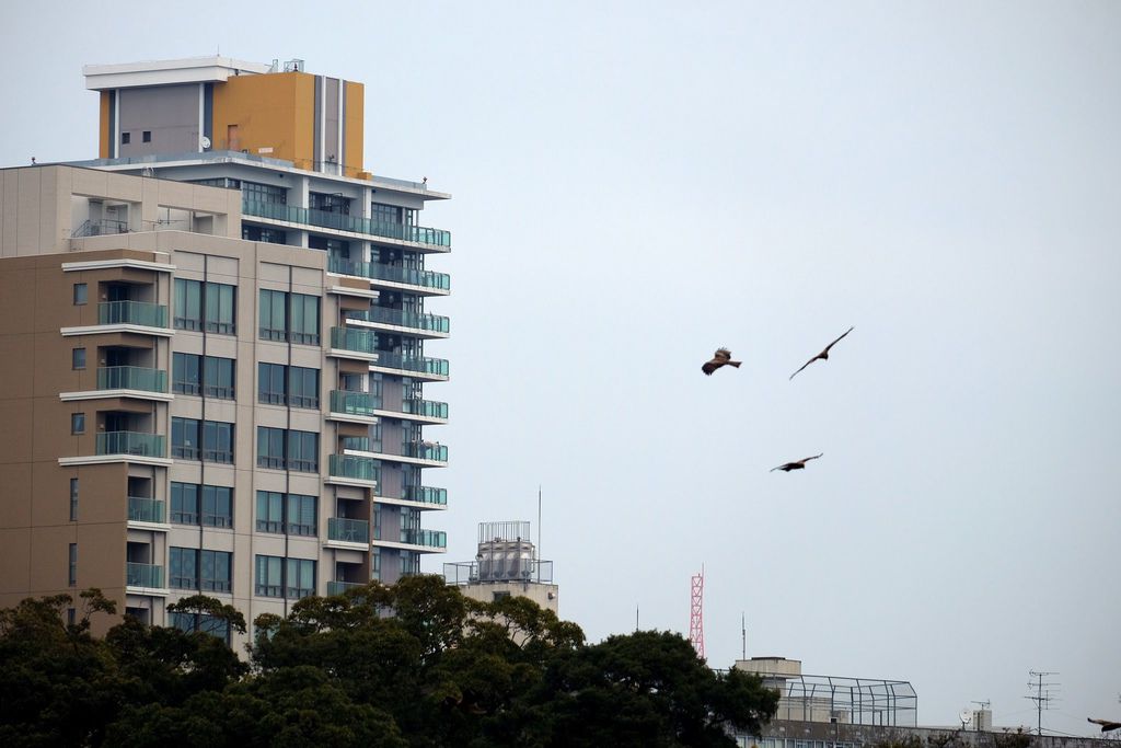 [日本九州] 大濠公園和舞鶴公園遊玩,享用博多もつ鍋やまや美