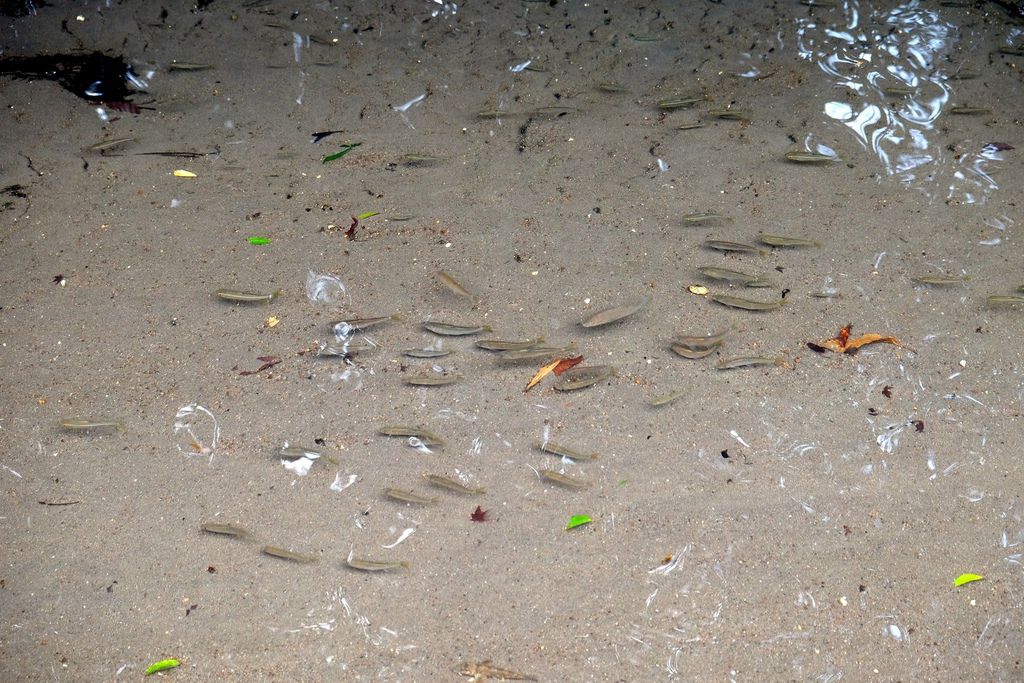 [日本九州] 金鱗湖好美啊 !!!