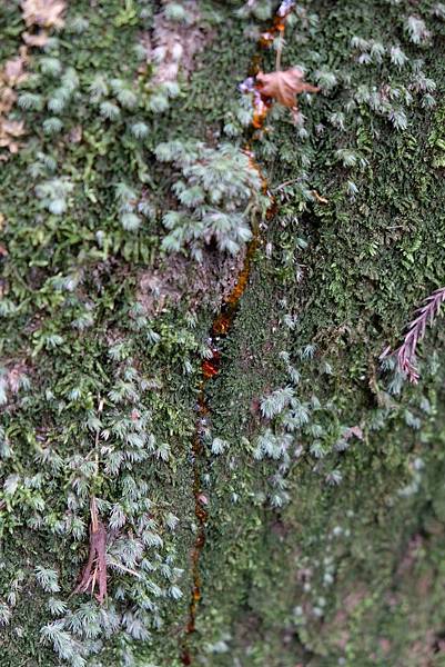 [日本九州] 高千穗峽 : 瀑布,划船,美景無限