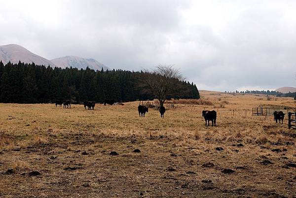 [日本九州] 阿蘇火山 : 寒風刺骨