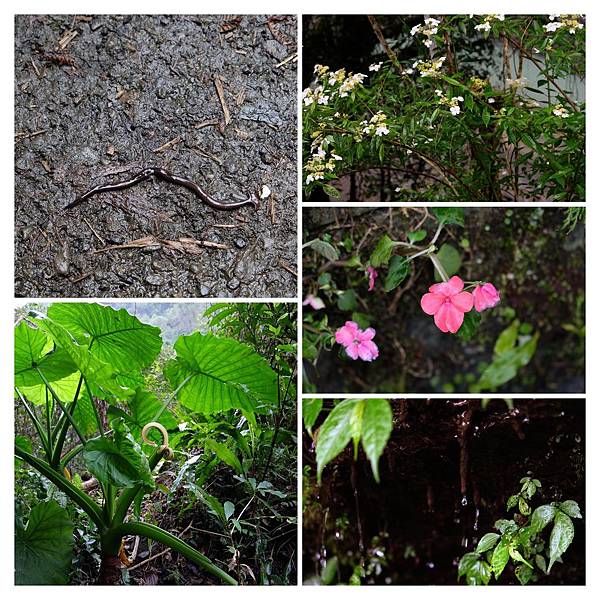 [台灣/新店] 2018.2 探訪烏來信賢步道