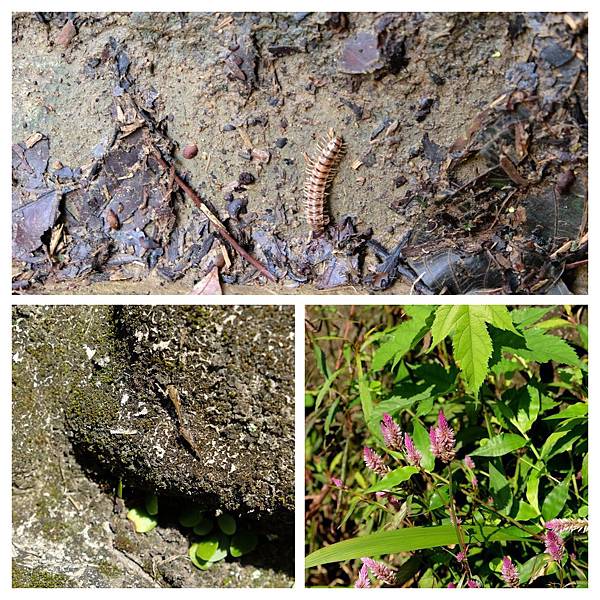 DSCF9954-COLLAGE.jpg DSCF9954-COLLAGE.jpg