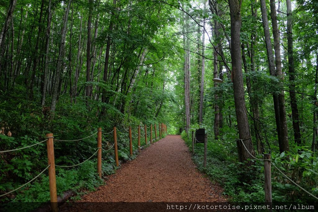 [日本北海道] 溫柔時光の 森之時計