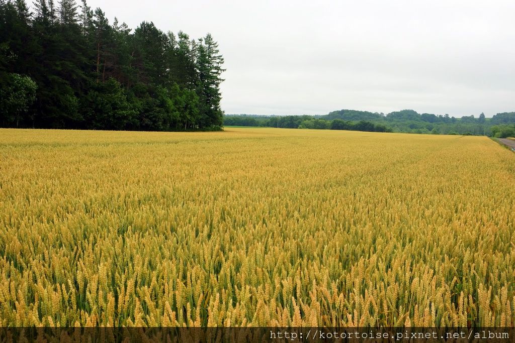 [日本北海道] 阿寒湖