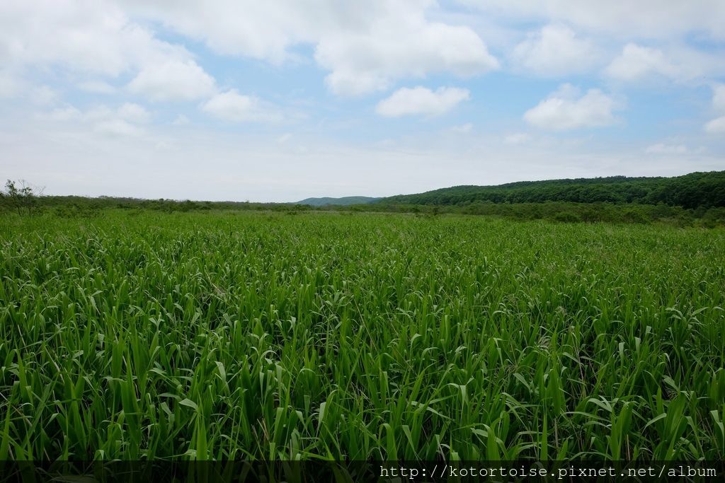 [日本北海道] 釧路溼原: 溫根內步道散策趣