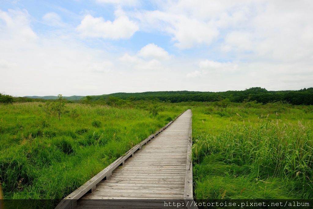 [日本北海道] 釧路溼原: 溫根內步道散策趣