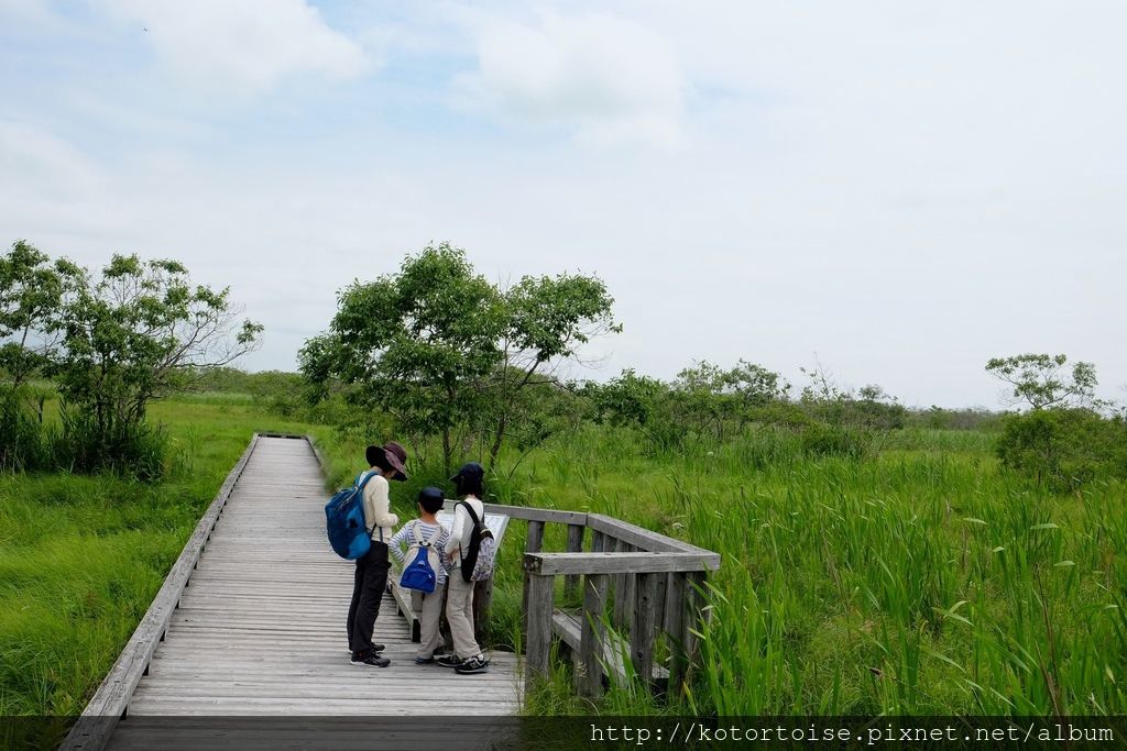 [日本北海道] 釧路溼原: 溫根內步道散策趣