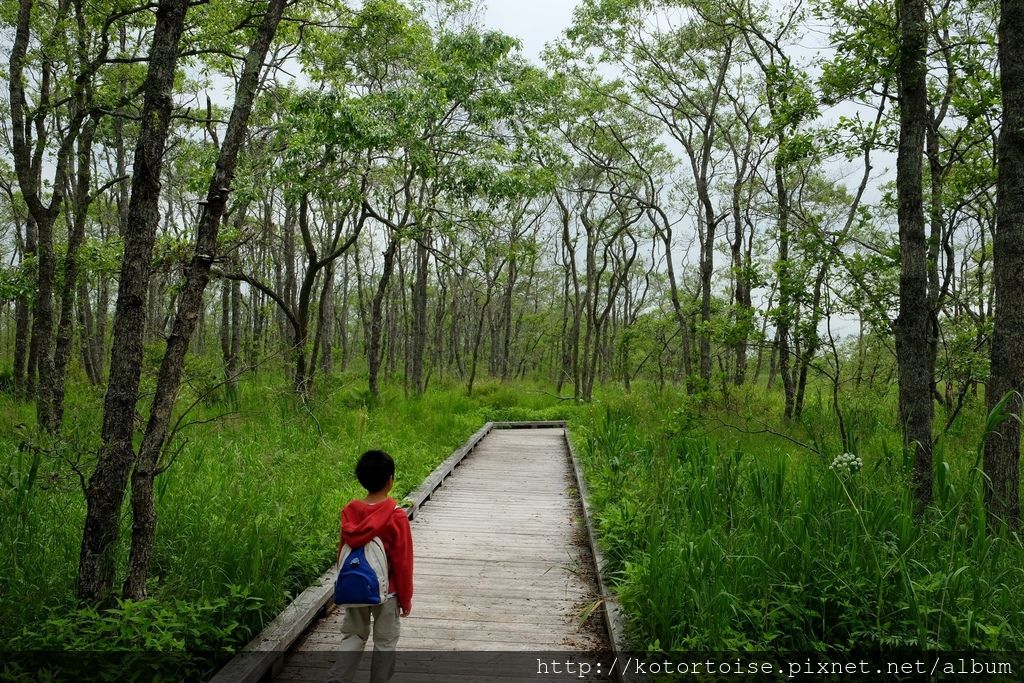 [日本北海道] 釧路溼原: 溫根內步道散策趣