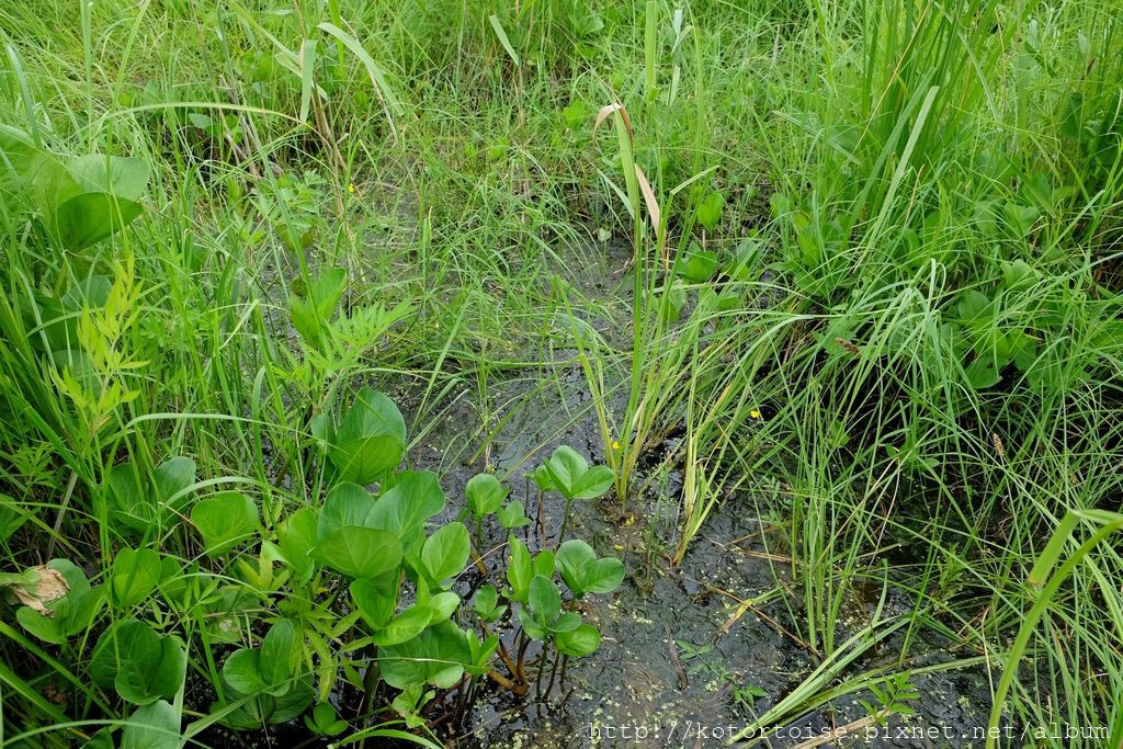 [日本北海道] 釧路溼原: 溫根內步道散策趣
