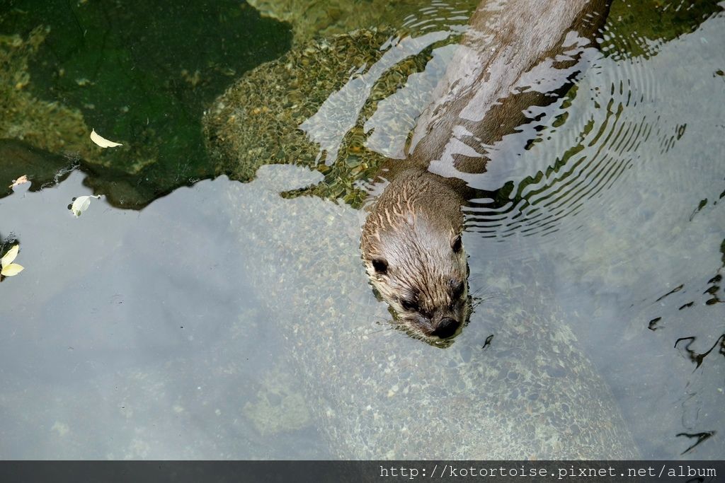 [日本北海道] 釧路市動物園