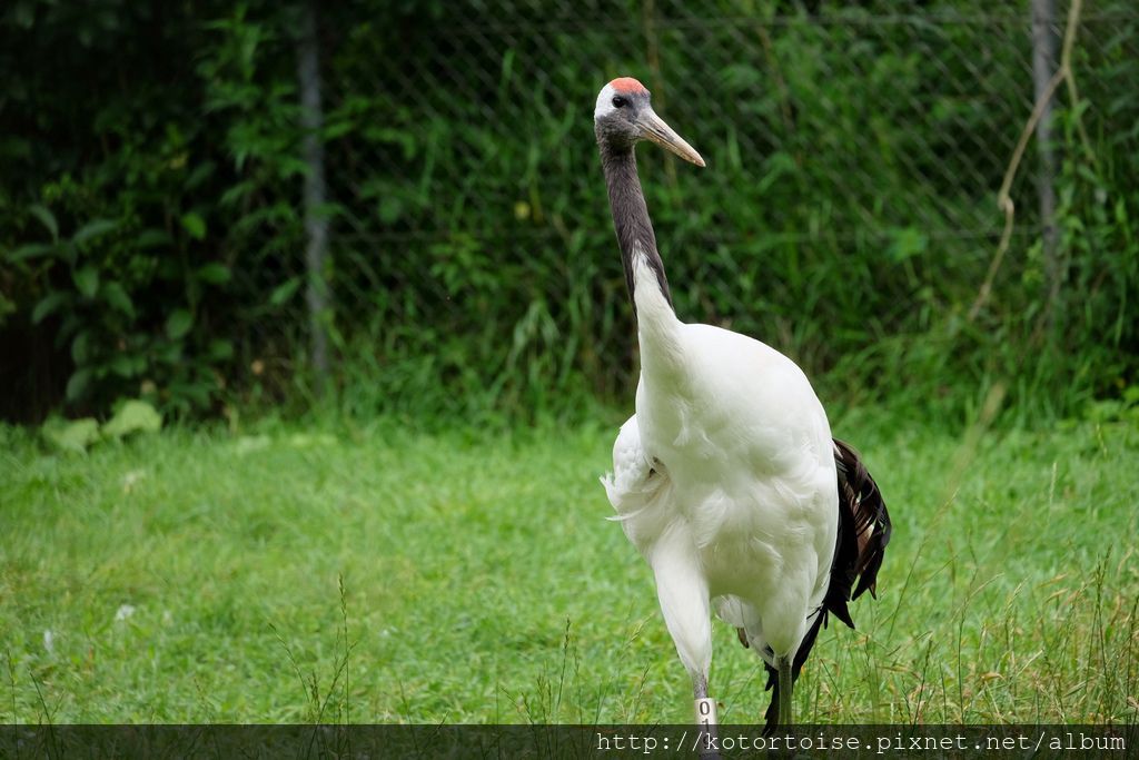 [日本北海道] 釧路市動物園