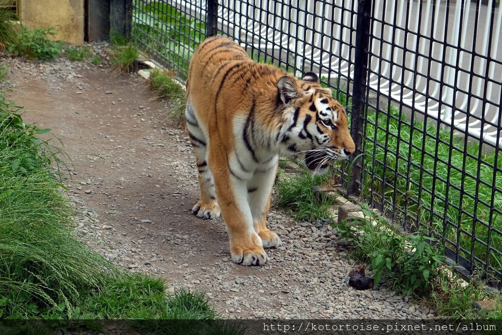 [日本北海道] 釧路市動物園