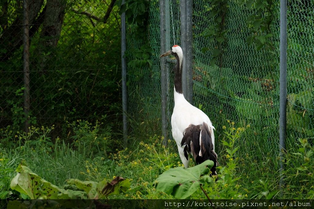 [日本北海道] 釧路市動物園