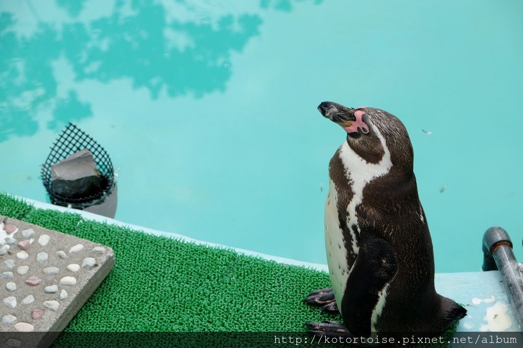 [日本北海道] 釧路市動物園