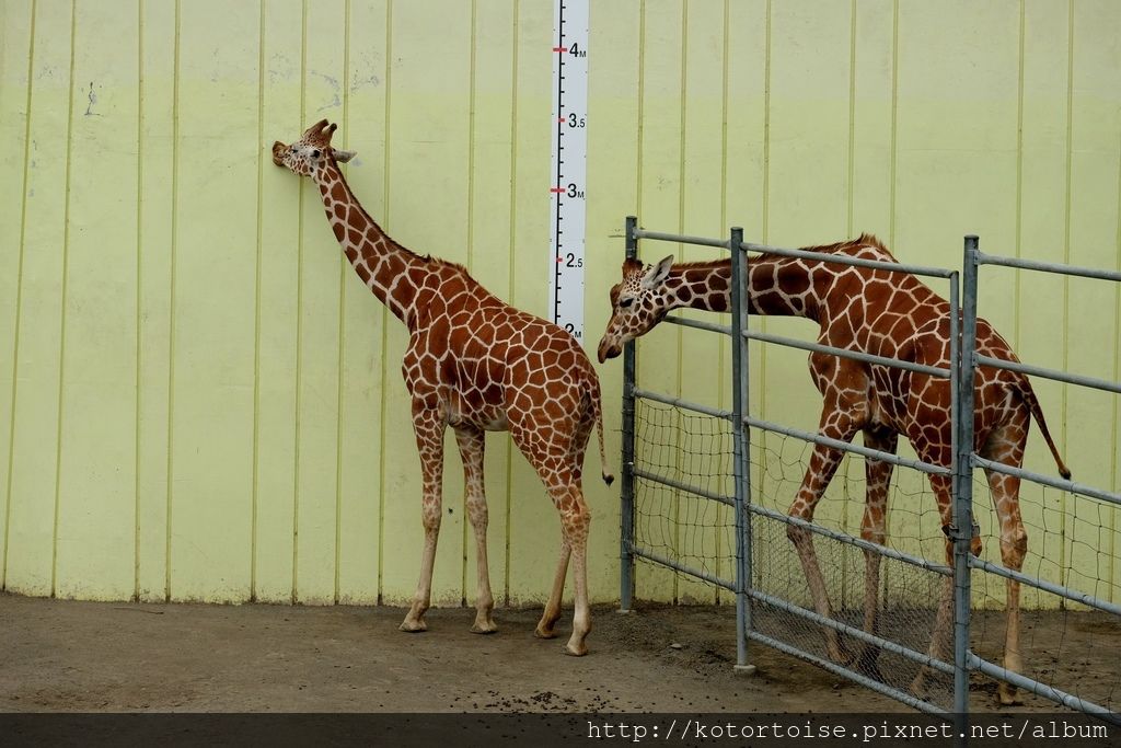 [日本北海道] 釧路市動物園