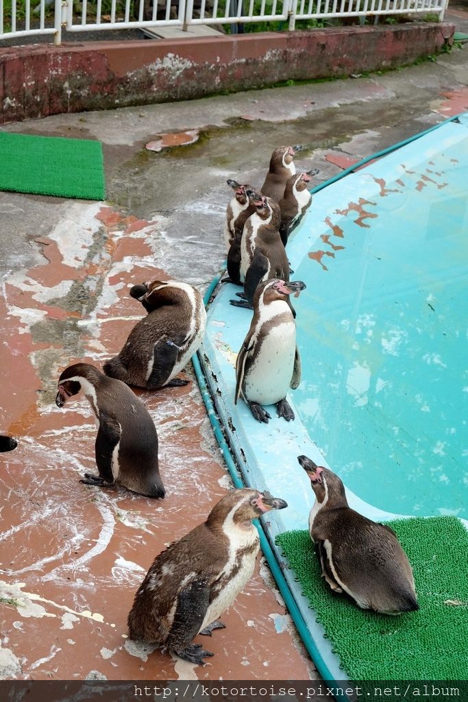 [日本北海道] 釧路市動物園