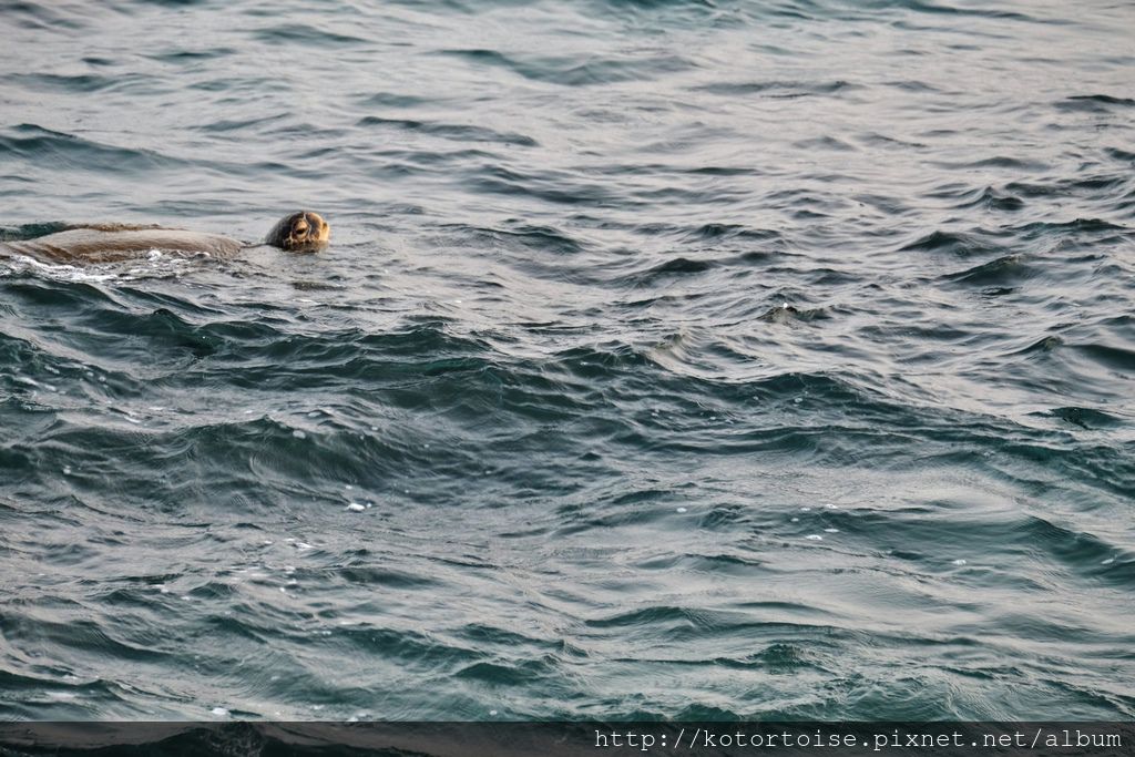 [台灣/小琉球] 清晨的花瓶岩