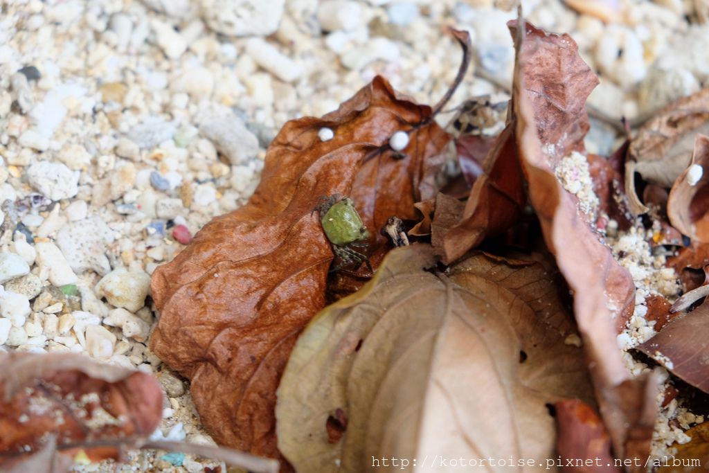 [台灣/小琉球] 美人洞觀景台和杉福漁港
