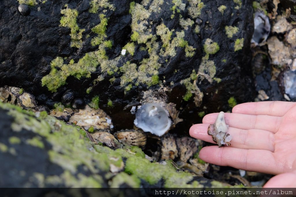 [台灣/澎湖] 門外就是大海: 員貝生態度假村