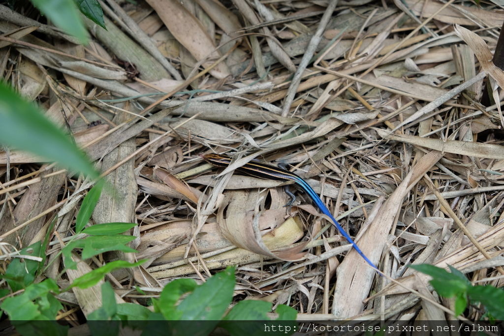 DSCF3076.JPG DSCF3076.JPG