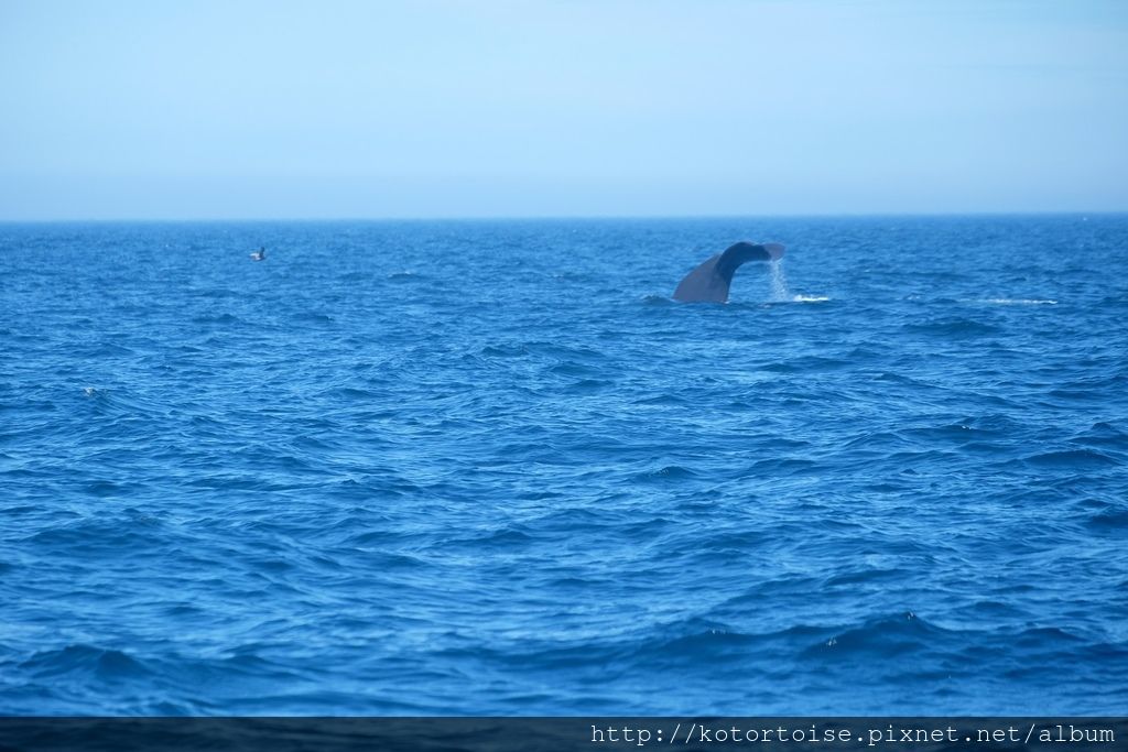 [日本北海道] 知床半島最終章 - 羅臼賞鯨