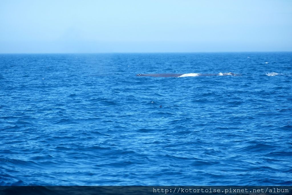 [日本北海道] 知床半島最終章 - 羅臼賞鯨