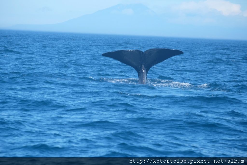 日本北海道 知床半島最終章 羅臼賞鯨 犛牛愛叭噗 痞客邦