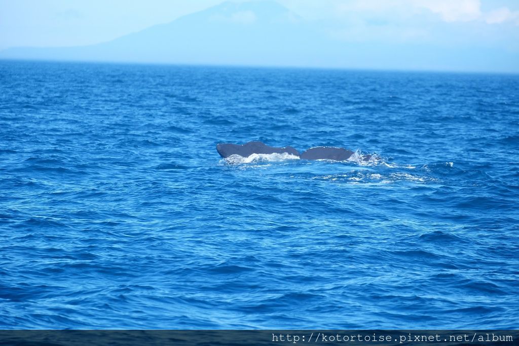 [日本北海道] 知床半島最終章 - 羅臼賞鯨
