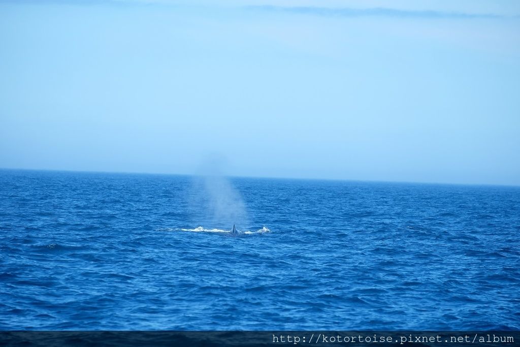 [日本北海道] 知床半島最終章 - 羅臼賞鯨