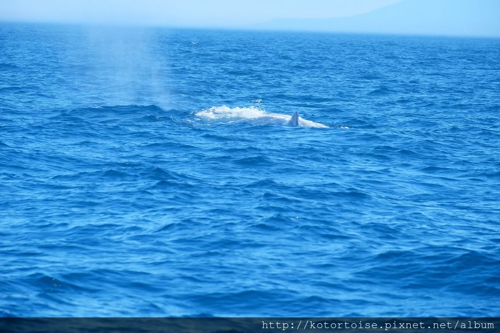 [日本北海道] 知床半島最終章 - 羅臼賞鯨