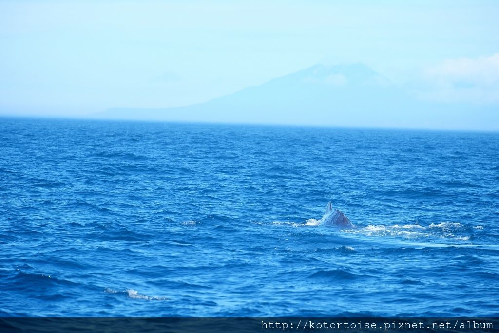 [日本北海道] 知床半島最終章 - 羅臼賞鯨