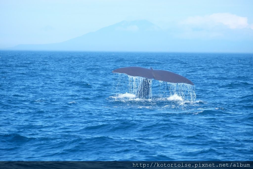 [日本北海道] 2018 夏季 北海道8天自駕之旅