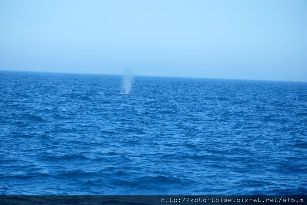 [日本北海道] 知床半島最終章 - 羅臼賞鯨
