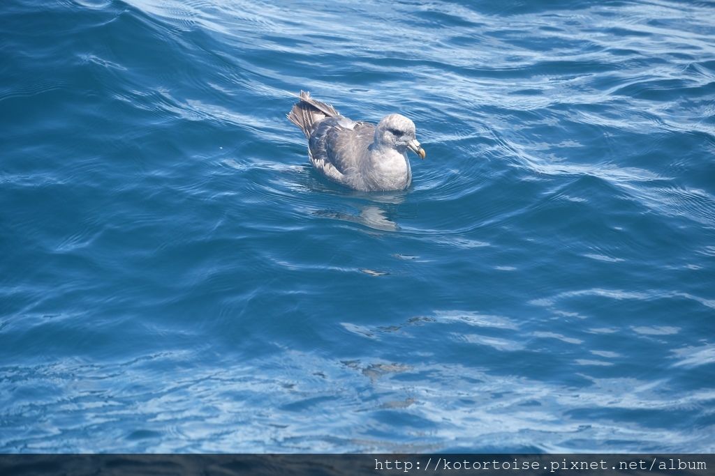 [日本北海道] 知床半島最終章 - 羅臼賞鯨