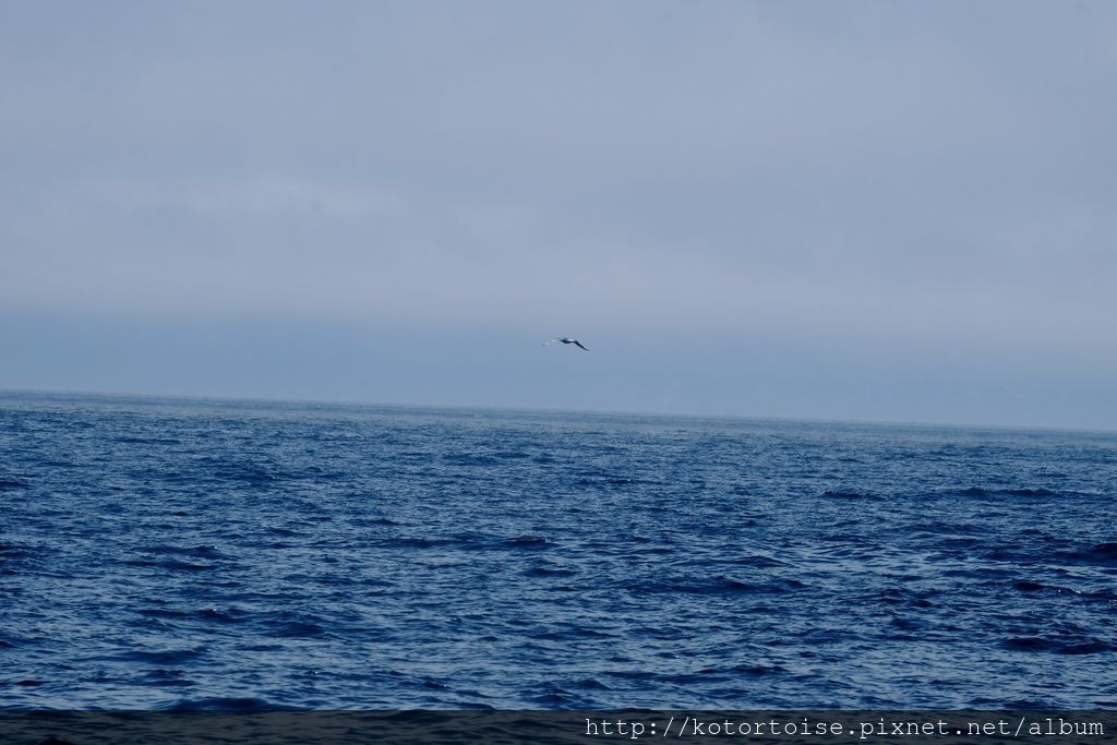[日本北海道] 知床半島最終章 - 羅臼賞鯨