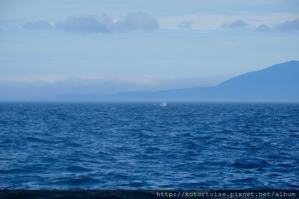 [日本北海道] 知床半島最終章 - 羅臼賞鯨