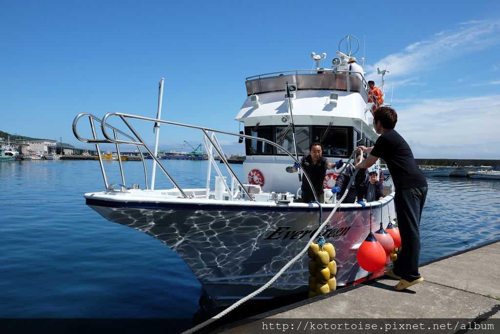 [日本北海道] 知床半島最終章 - 羅臼賞鯨